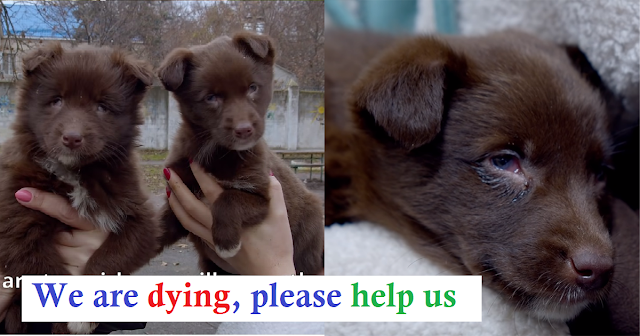 Read more about the article Rescue Two Blind Abandoned Puppies Who Eat Grass To Survive !