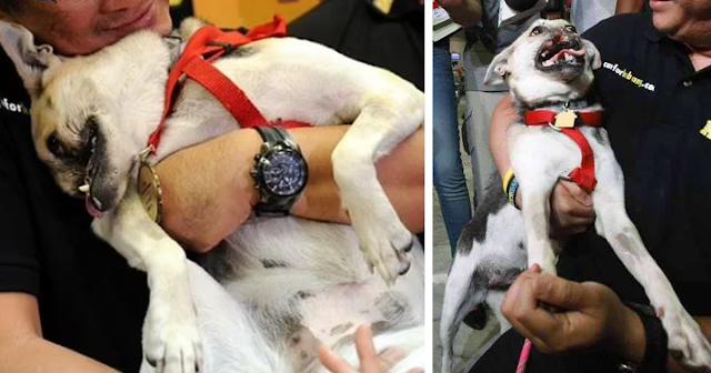 Read more about the article Kabang the hero dog who lost her snout saving kids has died
