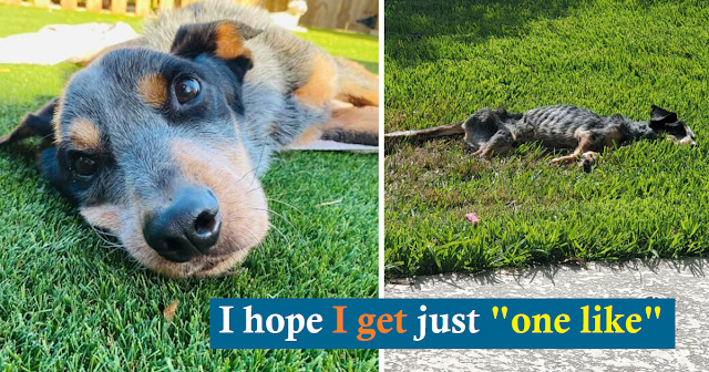 Read more about the article Starving Dog Unrecognizable When Returned To Shelter