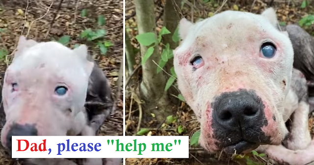 Read more about the article Rescuers Find Skinniest Pit Bull Curled Up In The Woods Waiting To Be Saved