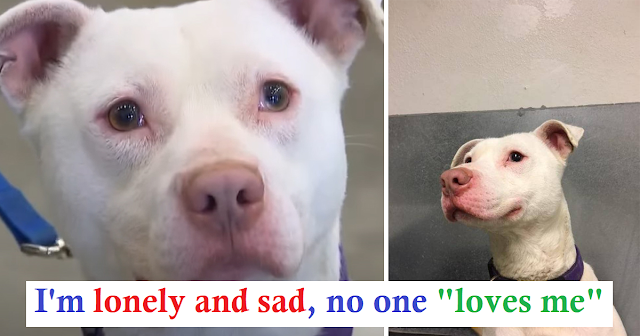 You are currently viewing Un-adoptable Deaf Pit Bull , Works Now As Drug Detection K9