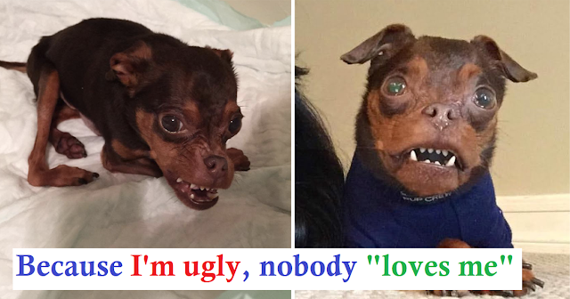 You are currently viewing Deformed Dog Gets Ignored Because Adopters Think He’s Hideous