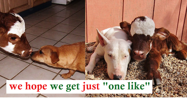 Read more about the article MINI COW SAVED FROM AUCTION HOUSE LIVES WITH 12 DOGS AND LOVES THEM AS HER BROTHERS