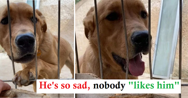 Read more about the article He cries with sadness and refuses to eat after being returned only 3 days after being adopted