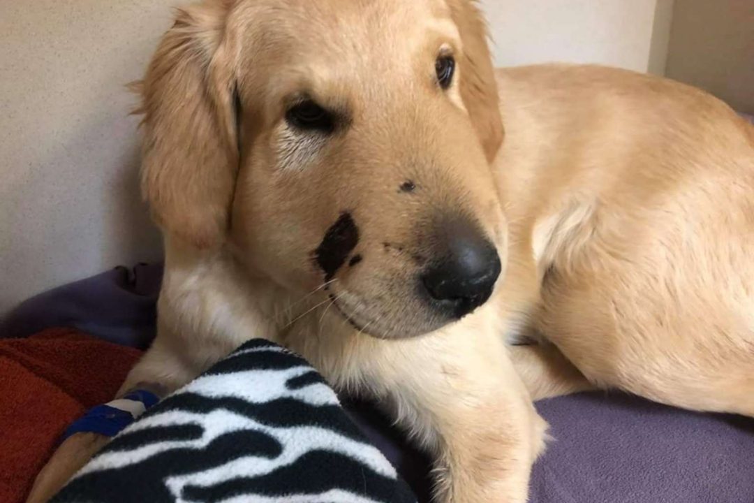 Read more about the article Puppy Jumps In Front Of Mom To Save Her From Snake Bite