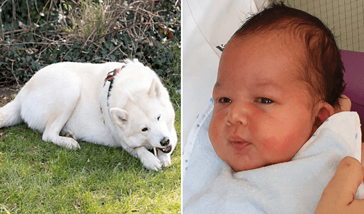 Read more about the article Husky Saves Newborn Baby Abandoned In Park, Police Searching For Baby’s Mother
