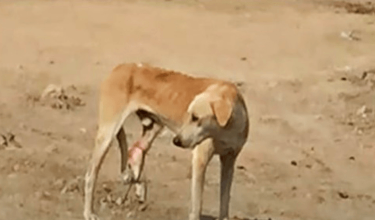 Read more about the article Hungry Street Dog With Trapped Leg Can’t Understand His Pain & They Walk By Him