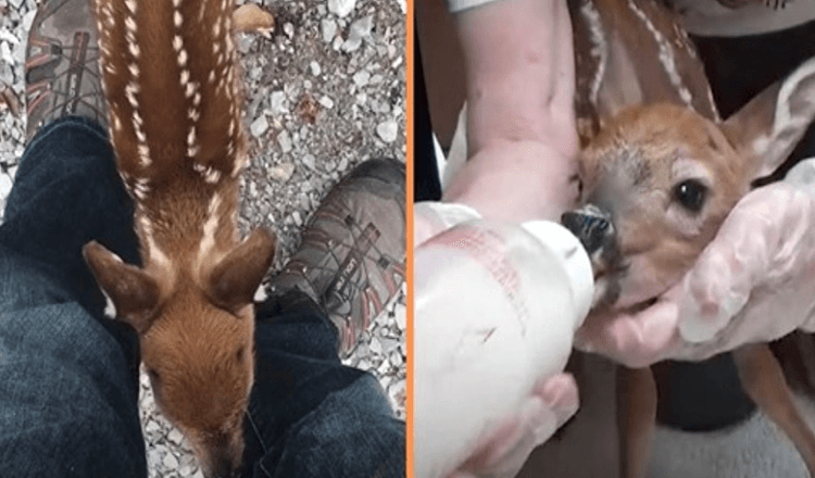 Read more about the article Clever Baby Deer Asks People to Rescue Her Who Helped Her Before
