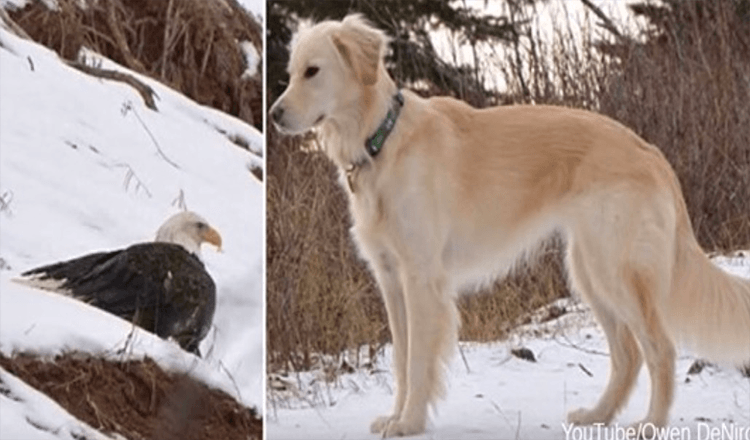 You are currently viewing Bald Eagle Saved From Freezing To Death By Golden Retriever