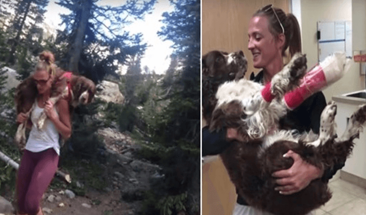 Read more about the article Woman saves injured 55-pound dog’s life by carrying him on her shoulders to safety for 6 hours
