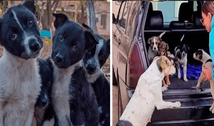 Read more about the article After Days Apart, Mama Dog Reunites With Her 9 Stolen Puppies