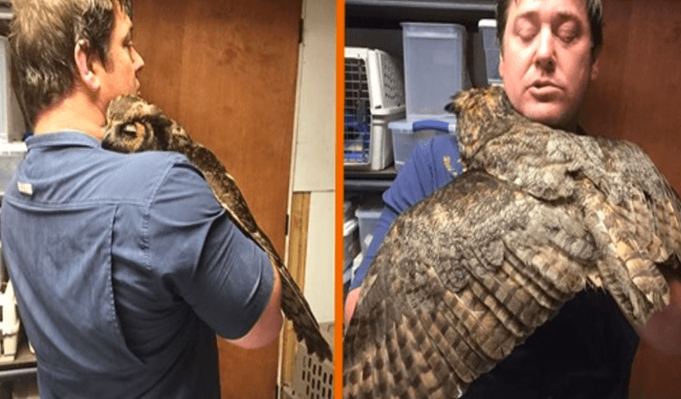 You are currently viewing Owl Can’t Stop Hugging Man Who Saved Her After Being Run Over By Car