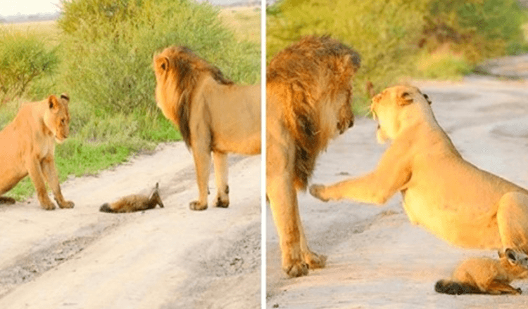 Read more about the article Lioness Adopts An Injured Baby Fox, Saves Him From Being Eaten By Hungry Lion