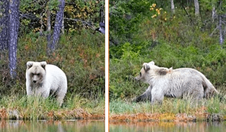 You are currently viewing A Very Rare White Bear Caught On Camera By Natural Resources Centre Professor