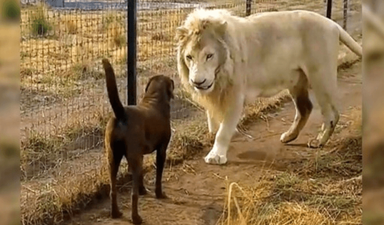 Read more about the article Labrador Comes Face To Face With A Huge White Lion, But The Lion Grabs Her Leg