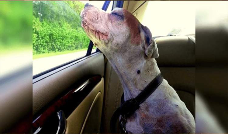 Read more about the article Girl Takes Her Dying Dog On One Last Car Ride, Dog’s Face Makes Family Tear Up
