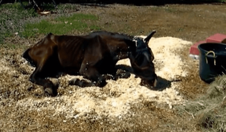You are currently viewing Dying Horse Was Emaciated And Abandoned. Six Months Later, He Gained Nearly 400 Pounds