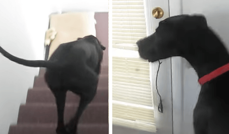 You are currently viewing Great Dane Goes Nuts The Moment He Sees His Soldier Dad Is Back