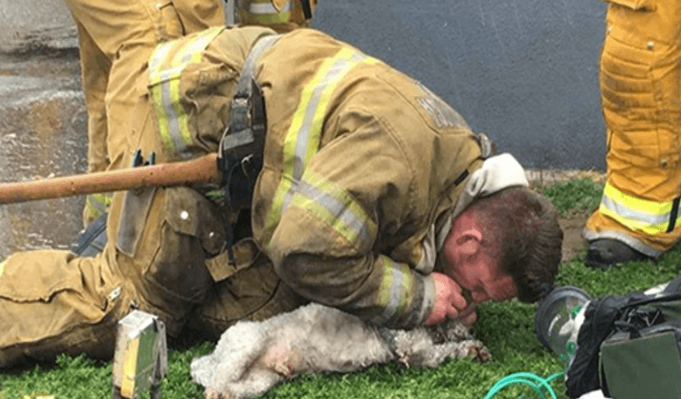 Read more about the article Firefighter Refuses To Give Up On Little Dog Rescuing From Burning Home