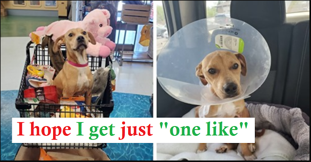 You are currently viewing UPDATE: DOG RESCUE GOES ABOVE AND BEYOND TO SAVE ABUSED DOG’S LIFE