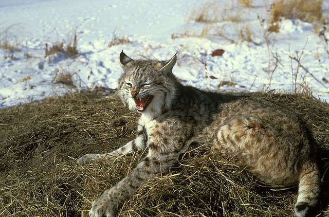 Read more about the article Meet Mr. Murderbritches, The Ferocious Baby Bobcat Gains Millions Fans Across The Internet