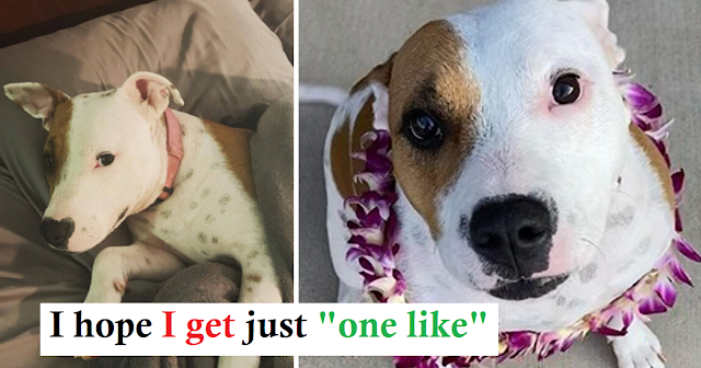 You are currently viewing Puppy Buried Alive on a Beach is Now Thriving with Foster Fail Family