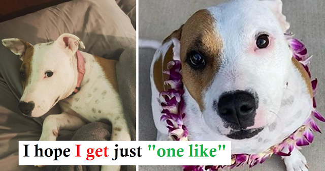 You are currently viewing PUPPY BURIED ALIVE ON A BEACH IS NOW THRIVING WITH FOSTER FAIL FAMILY