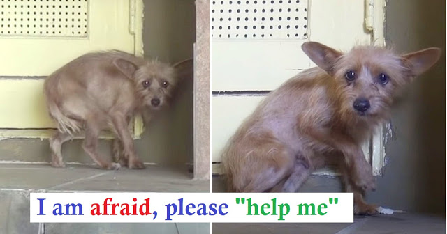 Read more about the article Rescue Of Scared Abandoned Dog Has Sweetest Ending