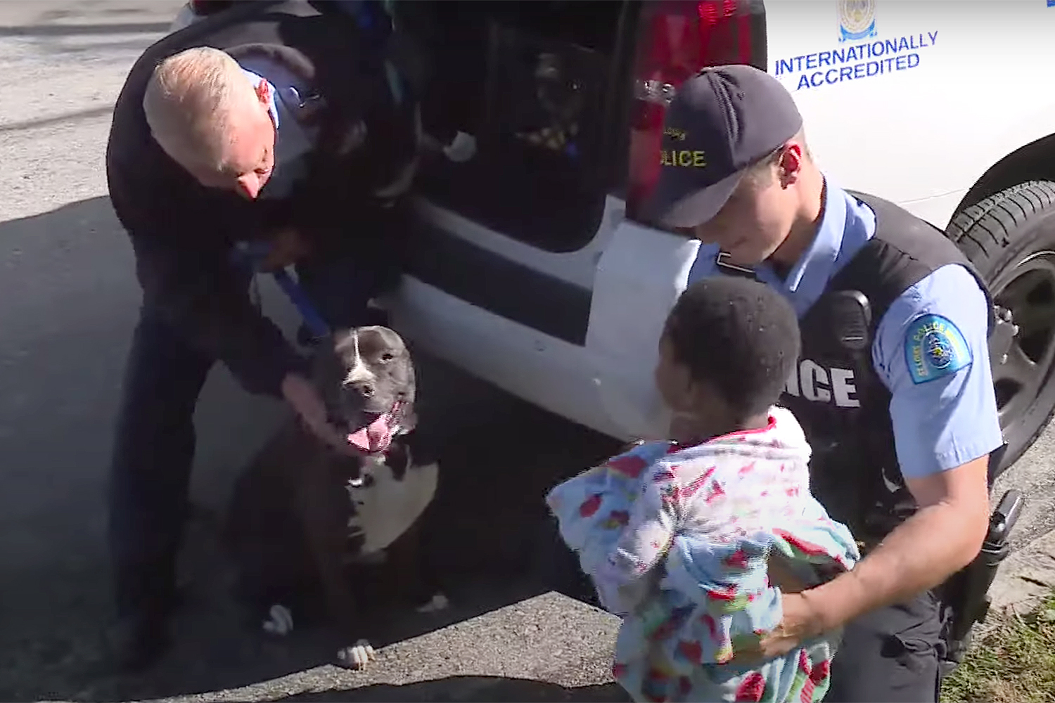 You are currently viewing STRAY PIT BULL PROTECTS MISSING TODDLER UNTIL HE GETS HOME SAFELY