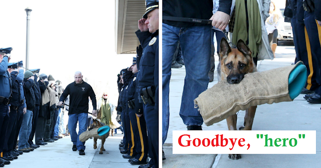 Read more about the article Police Give Retired K-9 Officer A Hero Tribute During His Final Visit To Animal Hospital