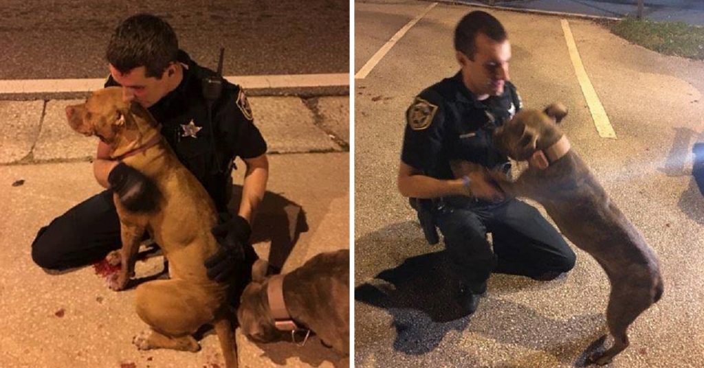 Read more about the article Cops Rescue Two Scared Pit Bulls From The Street And Refuse To Leave Them Alone Until Help Arrives