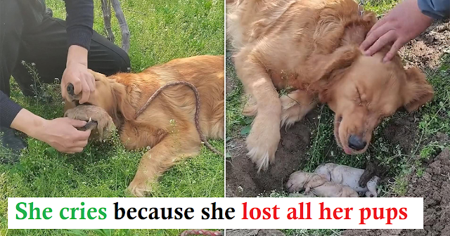 You are currently viewing Dog digs up her puppies who passed away in labor and refuses to let them go