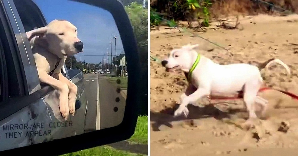 You are currently viewing Homeless Dog Knew He Was Going To Die Soon, But Woman Begged Him To Fight Back