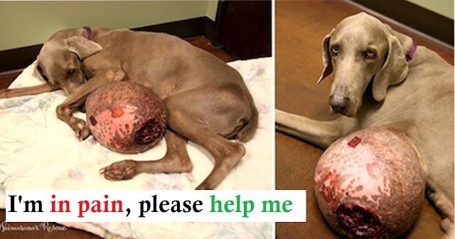 Read more about the article Weimaraner with Gigantic 12-pound Tumor Saved By Rescue