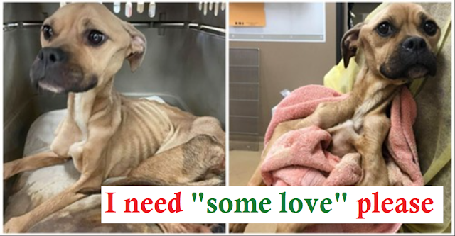 You are currently viewing Dog Starved & Beaten Fights For Her Life, Keeps Kissing Her Veterinarians