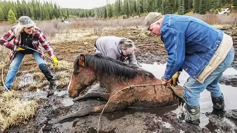 Read more about the article Footage Of Wild Horse Stuck In Mud Receiving Last Moment Help