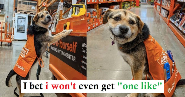 You are currently viewing Home Depot has officially hired its cutest employee ever
