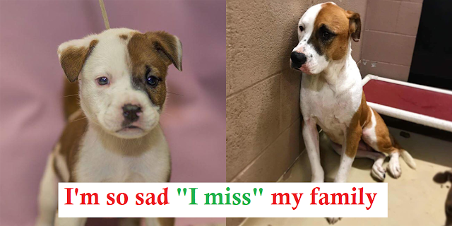 Read more about the article Sweetest Dog Returned To Shelter Where She Was Adopted As A Puppy