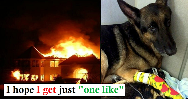 Read more about the article Retired K9 shows everyone he’s still a hero saving lives of 2 toddlers in burning home