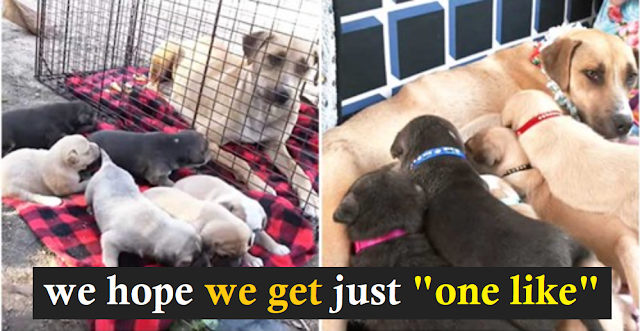 Read more about the article Homeless Mama Dog And 6 Puppies Are Rescued, Waiting For Their Permanent Home