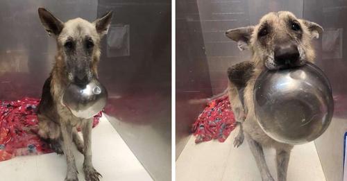 Read more about the article SWEET RESCUE DOG COMES UP WITH AN ADORABLE TRICK TO GET NOTICED