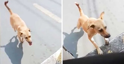 You are currently viewing STRAY DOG KEEPS CHASING AFTER BUS UNTIL IT STOPS AND DRIVER ADOPTS HER