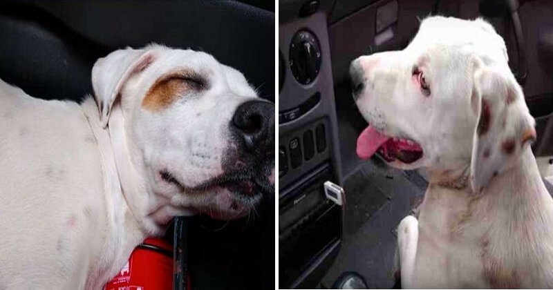 Read more about the article Stray Dog Hops In Stranger’s Car And Immediately Falls Asleep