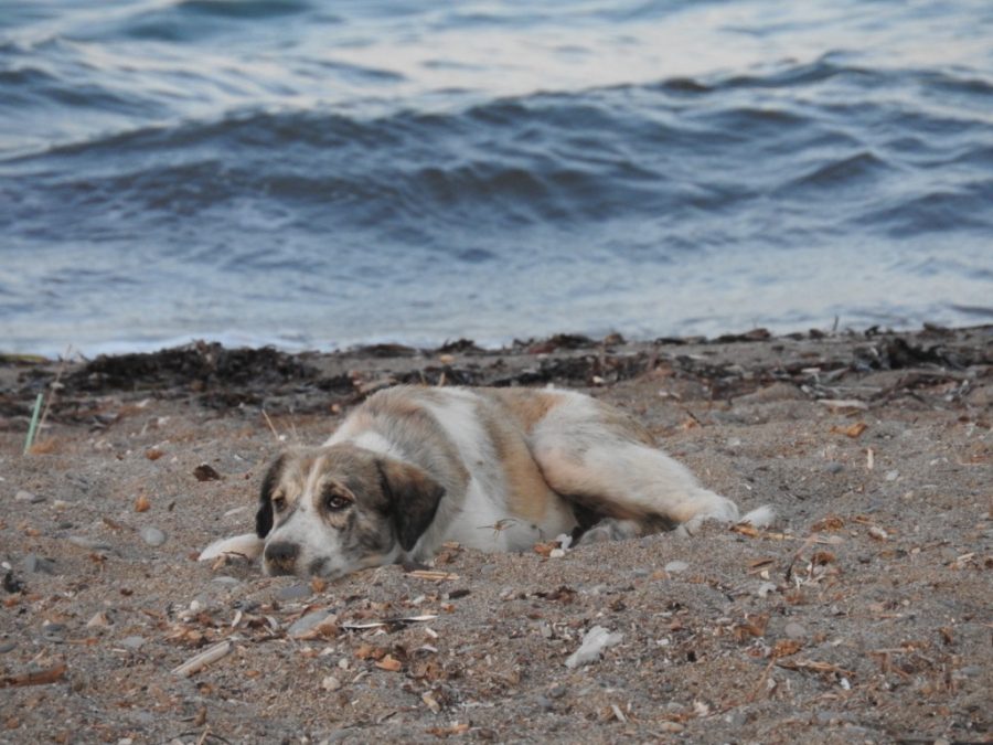 You are currently viewing STRAY DOG NO ONE WANTED IS THE MOST AMAZING THERAPY DOG NOW