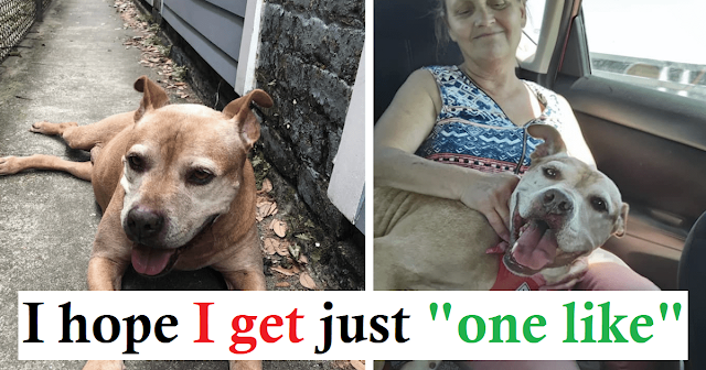 Read more about the article Senior Pit Bull Cried At Shelter For A Year Until Family Returned For Her