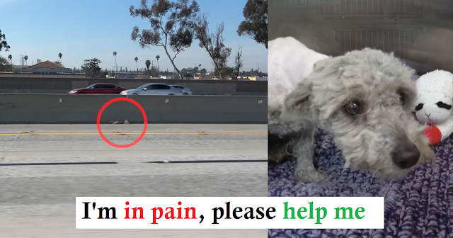 You are currently viewing Injured dog waited 24 hours on the highway for someone to save his life