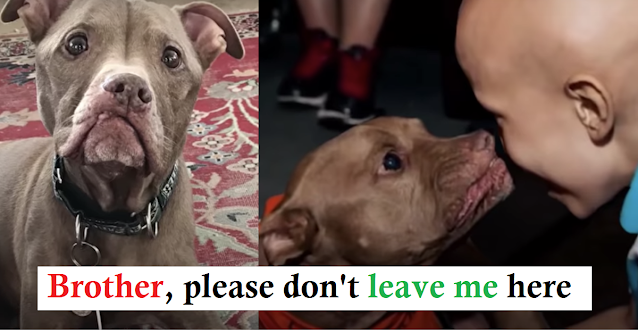 You are currently viewing Pit Bull From Kill-Shelter Senses Boy Is Sick & Goes Straight For Him