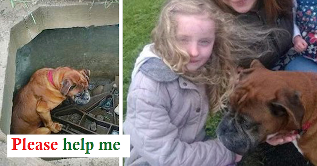 You are currently viewing Boxer Dog Left To Die In Concrete Hole, Found By 6-Year-Old Girl Who Bravely Saved Her