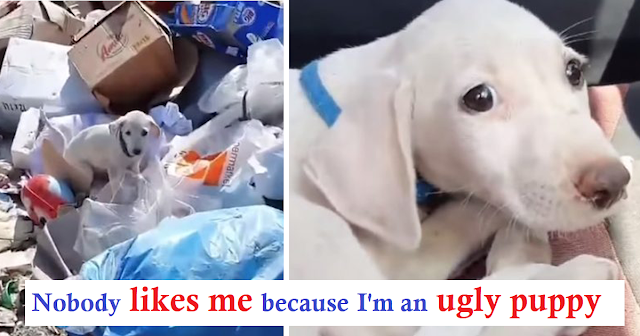 Read more about the article Puppy Thrown Out At Garbage Dump Has Best Life Now
