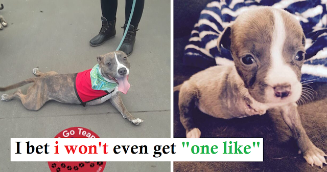 Read more about the article UPDATE: Tiny Puppy Loses Her Leg But Not Her Fiery Spirit